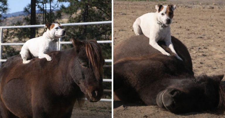 Blind Dog Still Rides Her Best Friend Horse And Their Bond Inspires The World