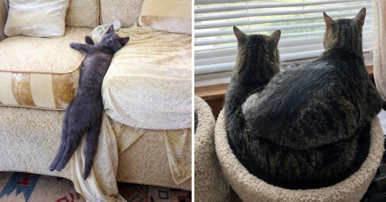 20 Photos That Prove Cat Logic Lives in a Different Universe