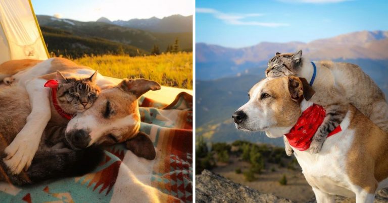 Rescue Dog And Cat Become Best Friends And Explore The World Side By Side