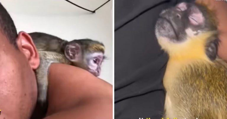 Rescued Monkey Follows His Adoptive Dad Everywhere He Goes
