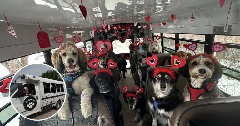 School Bus Full Of Dogs Sits Perfectly For Valentine’s Day Photo