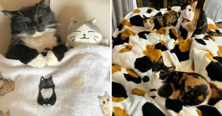40 Funny And Adorably Chaotic Cat Photos To Brighten Your Day