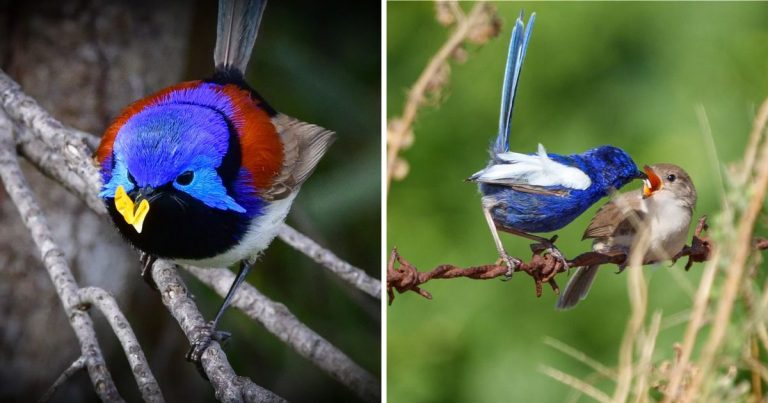 These Birds Carry Colorful Flower Petals For A Surprisingly Romantic Reason