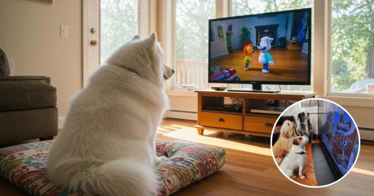Can TV Really Help Calm Your Dog When They’re Home Alone?