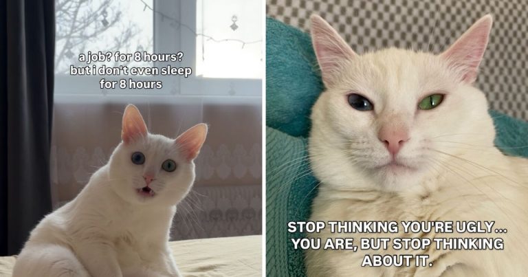 45 Feel Good Memes From A Cat Named Snowflake That Will Brighten Your Day