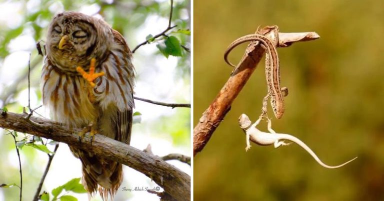 20 Hilarious Animal Photos Taken One Second Too Late