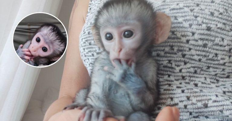 Lost Baby Monkey Clings To Rescuer After Being Found Crying Alone