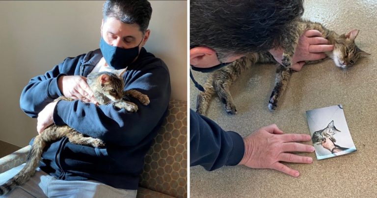Man Reunited With His Beloved Tabby 15 Years After She Vanished