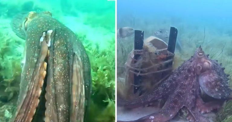 Octopus Takes Diver On An Unexpected Underwater Journey