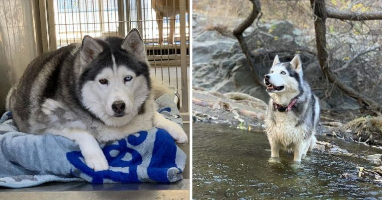 Once Obese And Unhappy, This Husky Found Joy Through An Incredible Comeback