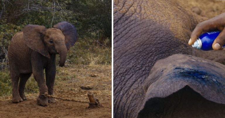 Snared Baby Elephant Rescued Just In Time And Returned To His Herd