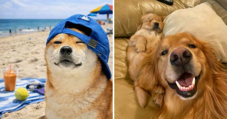 These Dogs Are Pure Chaos And Pure Joy All At Once