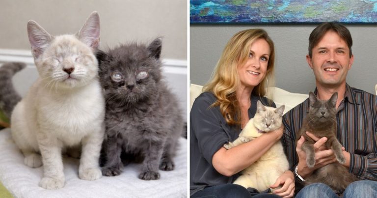 Two Blind Rescue Cats Prove Nothing Can Stop Them From Living Fully